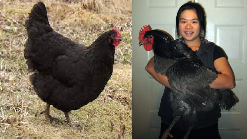 8 Ayam Terbesar di Dunia Berdasarkan Jenisnya: Nomor 6 Bikin Takut Nyembelih!