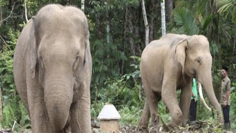 Serangan Gajah Liar di Lampung Timur, Lansia 55 Tahun Luka Berat