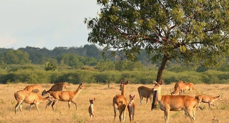 Simak! Daftar Taman Nasional dan Taman Wisata Alam Kemenhut Tutup di Libur Lebaran