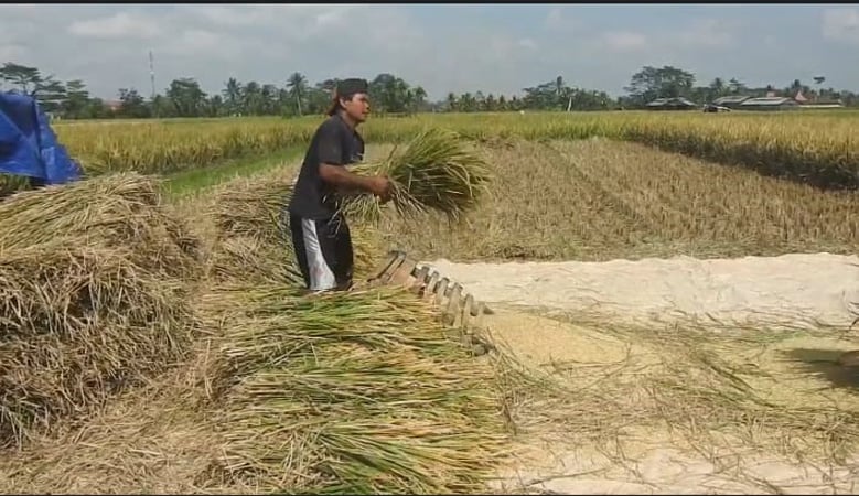 Praktisi Ramal Bulog Bisa Capai Target Serap 3 Juta Ton Beras saat Panen Raya