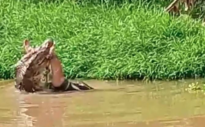 Penambang di Bangka Barat Diterkam Buaya saat Mencuci Bijih Timah di Kolong