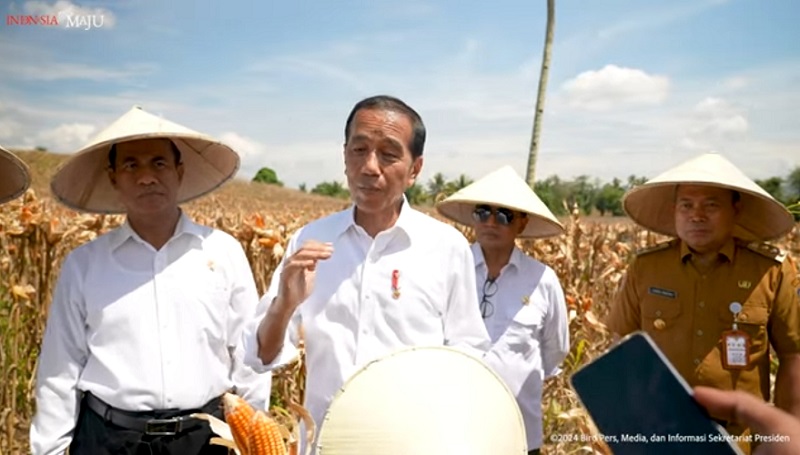 Harga Jagung Anjlok hingga Rp4.200 per Kg, Jokowi Singgung Hilirisasi Pertanian