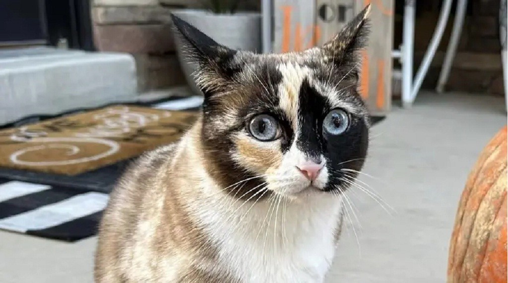Kucing Ini Iseng Masuk Kardus Paket, Tersegel Majikan hingga Terbawa Kurir Ratusan Km Jauhnya