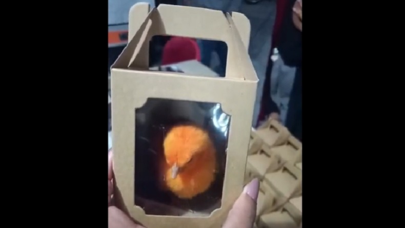 Viral Suvenir Unik Resepsi Pernikahan di Mojokerto, Anak Ayam Dikemas Dalam Kotak Kecil