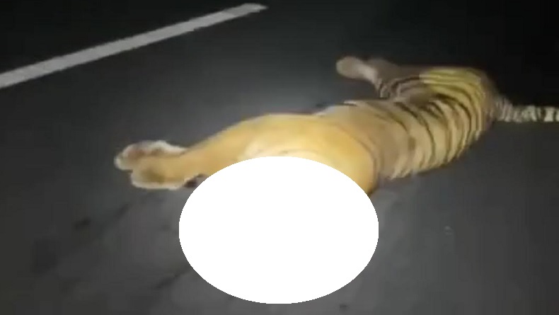 Viral Video Mobil Tabrak Harimau di Jalan Tol Cisumdawu, Ternyata Ini Faktanya