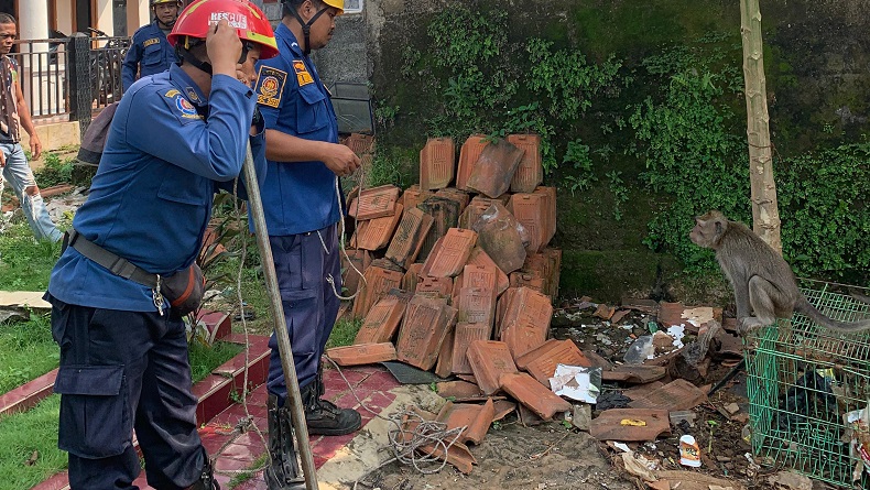 Heboh Kera Galak Serang Anak-anak di Cibinong Bogor, Damkar Turun Tangan