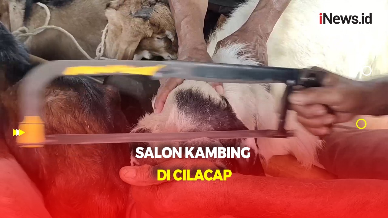 Salon Khusus Kambing di Cilacap, Percantik Tampilan Hewan Kurban Jelang Idul Adha 