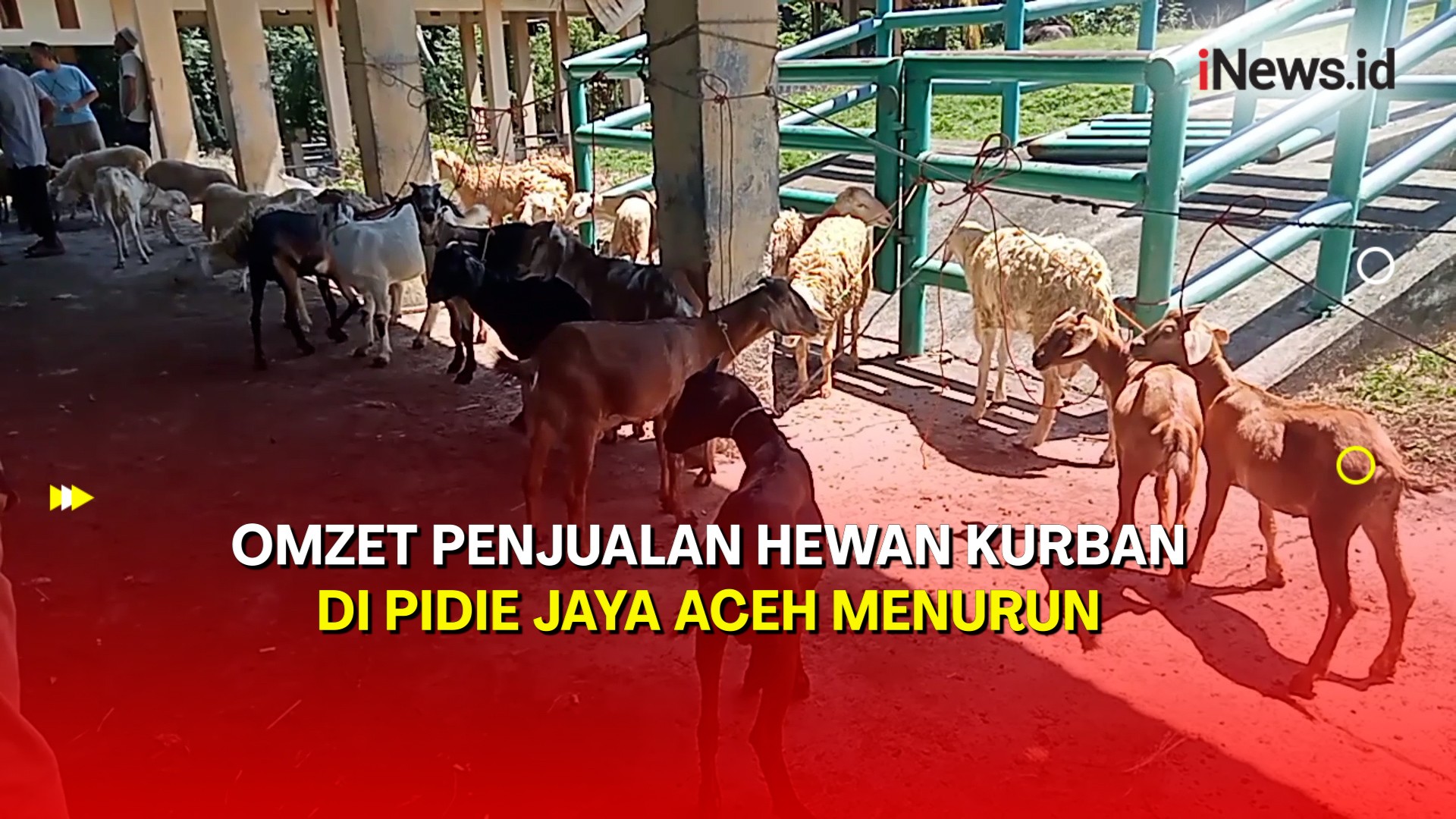 Sepi Pembeli, Omzet Penjual Hewan Kurban di Pidie Jaya Aceh Menurun