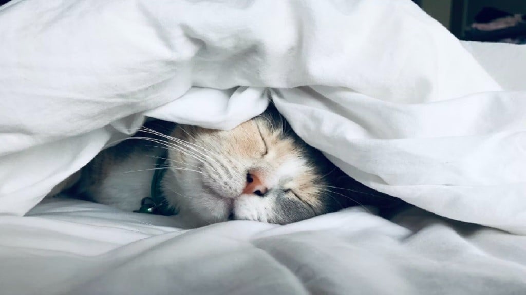 Kenapa Kucing Tidurnya Lama? Ternyata Ini Penyebabnya