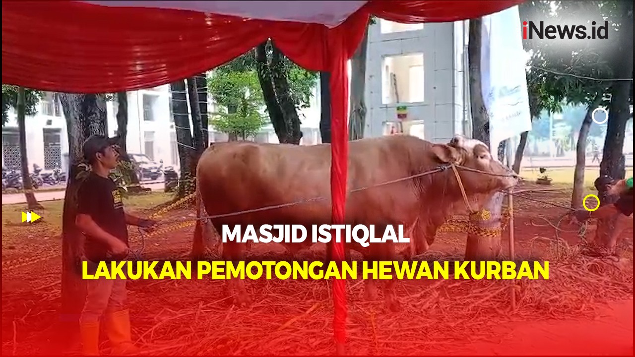 Masjid Istiqlal Mulai Potong Hewan Kurban, Sapi Milik Jokowi Pertama