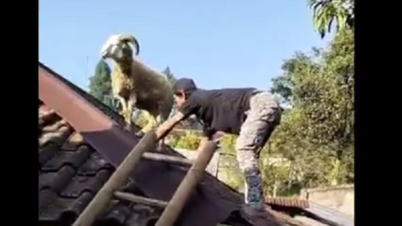 Penampakan Domba Kabur Naik ke Atap Rumah di Cianjur, Warga: Gimana Ceritanya Ini