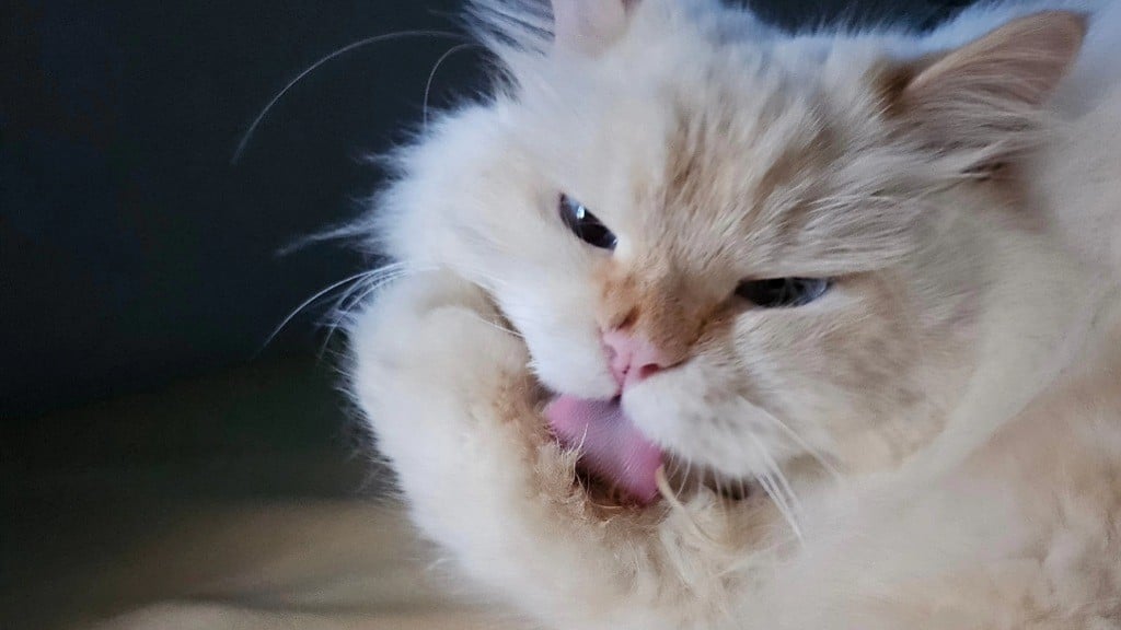 Kenapa Kucing Menjilati Tubuhnya? Ternyata Tak Hanya untuk Membersihkan Diri