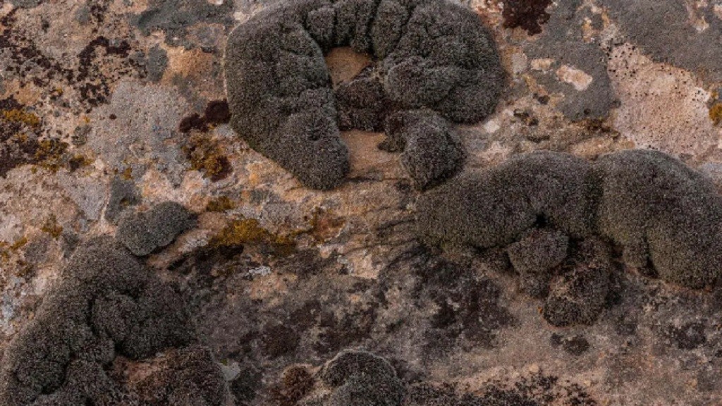 Lumut Gurun Ditemukan Mampu Bertahan dan Tumbuh di Suhu Ekstrem Mirip Mars