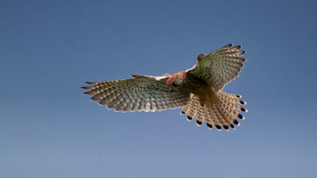 Peregrine Falcon Burung Tercepat di Dunia, Kecepatannya Saingi Whoosh saat Berburu