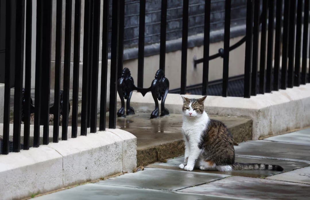Mengenal Larry, Kucing Downing Street yang Tinggal dengan 6 Perdana Menteri Inggris