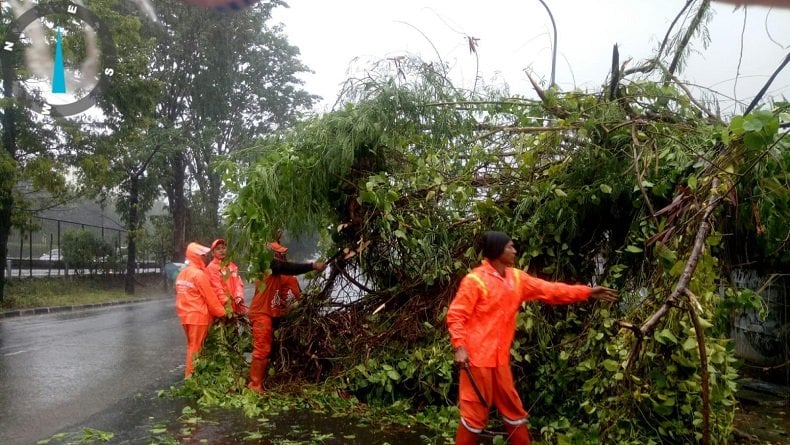 Jakarta Hujan Deras, Pohon Besar di Kebon Jeruk Tumbang Diterpa Angin Kencang