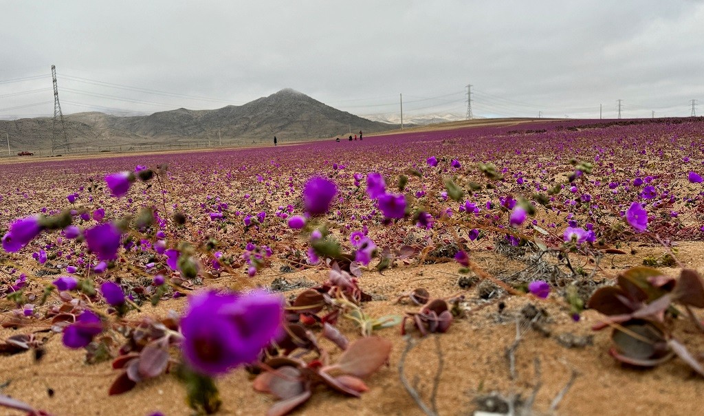 Langka! Bunga Bermekaran di Gurun Atacama saat Musim Dingin