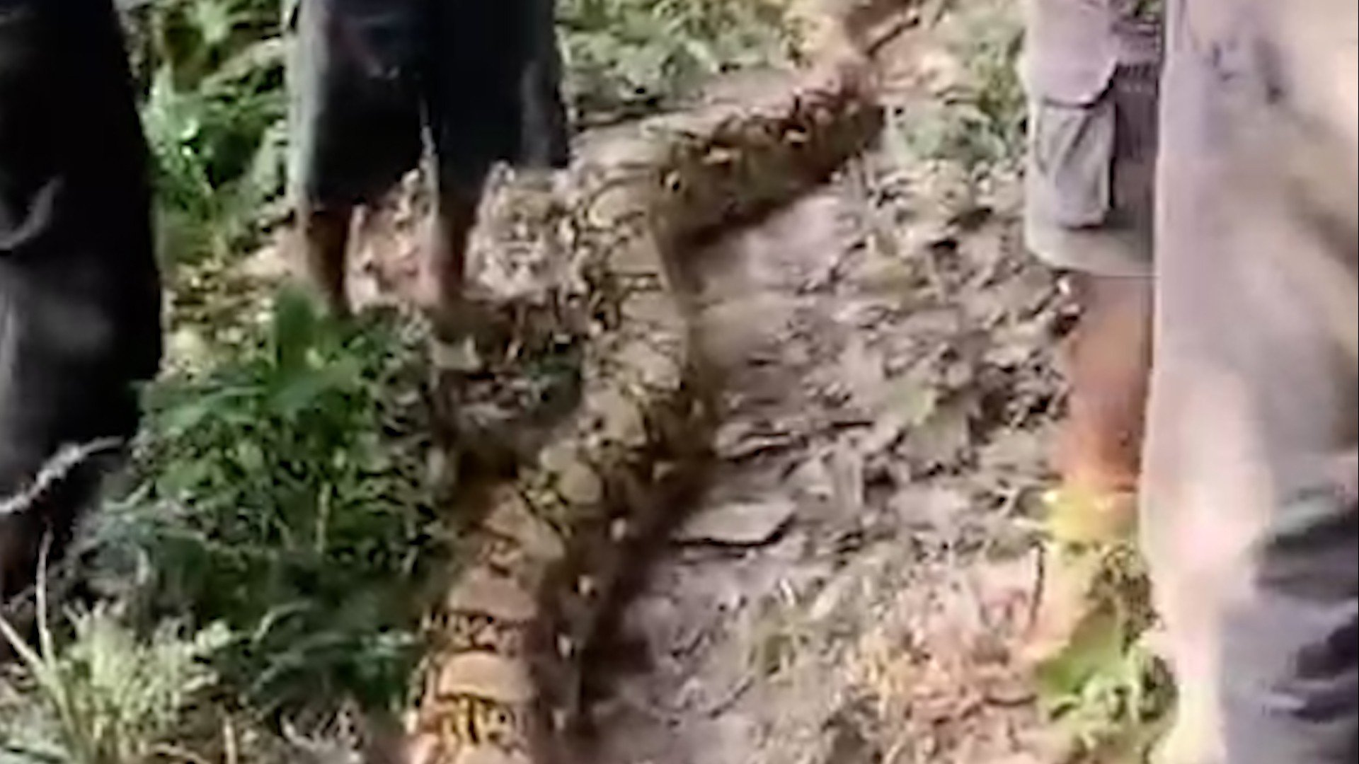 Horor! Petani di Buton Selatan Tewas Dililit Ular Piton Raksasa 7 Meter