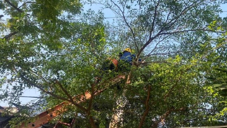 2 Warga Bojonegoro Tersengat Listrik saat Pangkas Pohon, 1 Orang Tewas