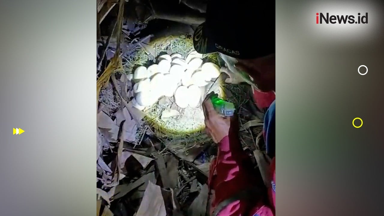 Heboh Penemuan Sarang Ular Dekat Permukiman Warga di Bekasi, Ada 30 Telur Siap Menetas