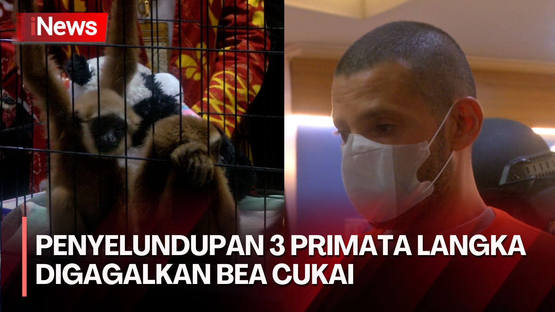 Bea Cukai Gagalkan Penyelundupan Primata Langka di Bandara Soetta