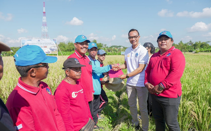 Petani di Badung Mulai Gunakan Mesin Panen Padi Modern Combine Harvester