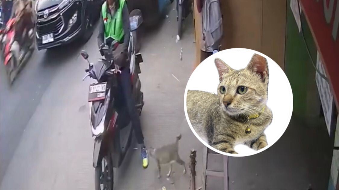 Viral Info Kucing Hilang, Terakhir Terlihat Naik ke Motor Driver Ojol!