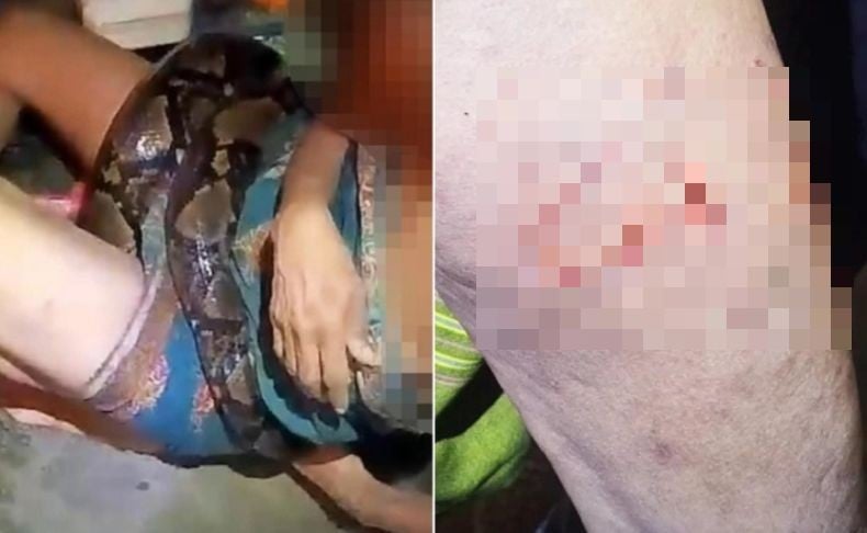 Gulat 2 Jam, Perempuan Lansia Ini Menang Duel Lawan Ular Piton