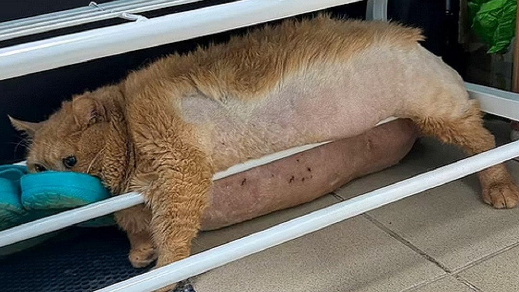 Viral Kucing Gemuk Nyangkut di Rak Sepatu karena Kabur dari Program Diet, Netizen: Jangan Ya Dek Ya!