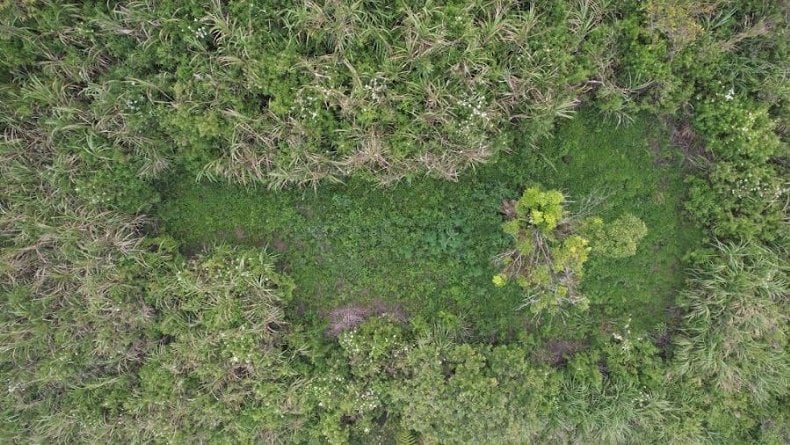 Cerita Petugas BB TNBTS Temukan 40 Titik Ladang Ganja di Hutan Gunung Semeru