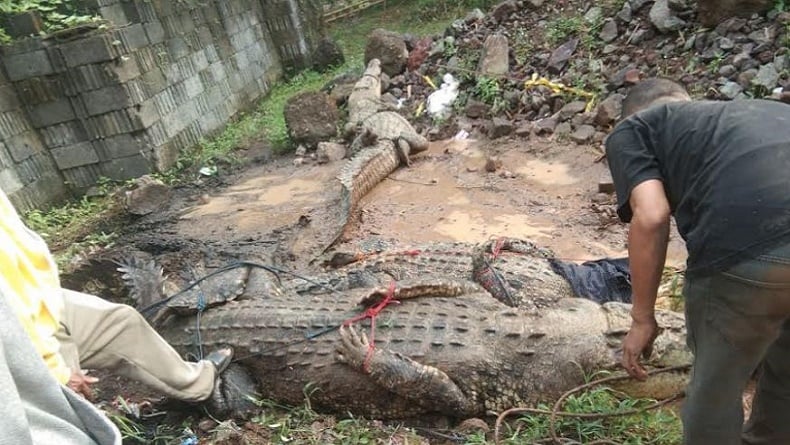 Ngeri! 5 Buaya Besar Kabur dari Penangkaran, 1 Masuk Pemukiman Warga di Cianjur