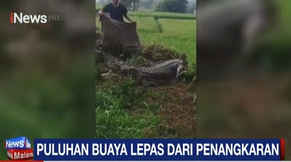 Video Detik-Detik Warga Evakuasi 2 Buaya Berukuran 3 Meter Lepas dari Penangkaran