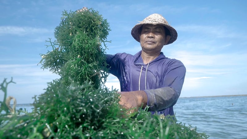 Kaya Potensi, BRI Berdayakan Klaster Usaha Rumput Laut Semaya di Nusa Penida