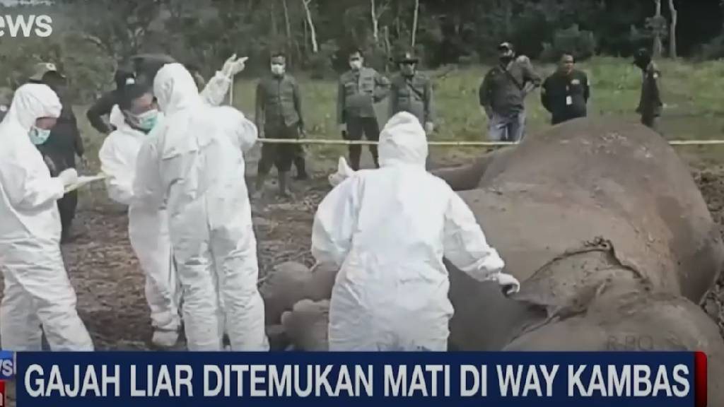 Gajah Sumatera Tewas di Taman Nasional Way Kambas