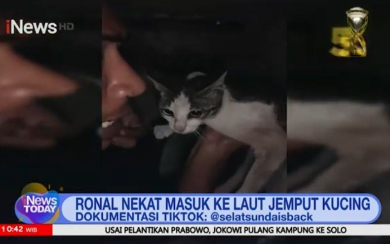 Viral Pria Tak Bisa Berenang Nekat Nyebur Laut demi Selamatkan Kucing