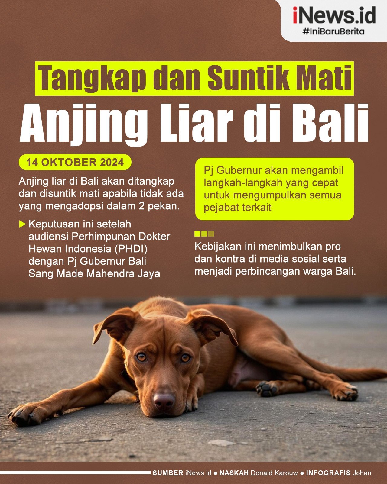 Infografis Anjing Liar di Bali Akan Ditangkap dan Disuntik Mati