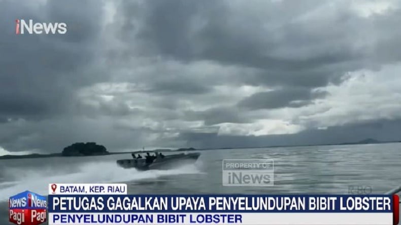 Bea Cukai Batam Gagalkan Penyelundupan 266.600 Benur Lobster Senilai Rp26,9 Miliar