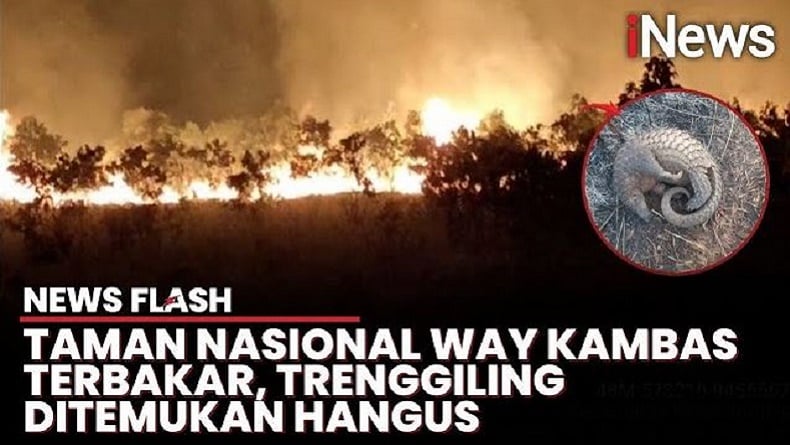 Kebakaran Taman Nasional Way Kambas, 350 Hektare Lahan Hangus Dilahap Api