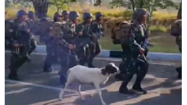 Viral Video Aksi Kocak Kambing Ikut Latihan Baris-berbaris Tentara di Bandung