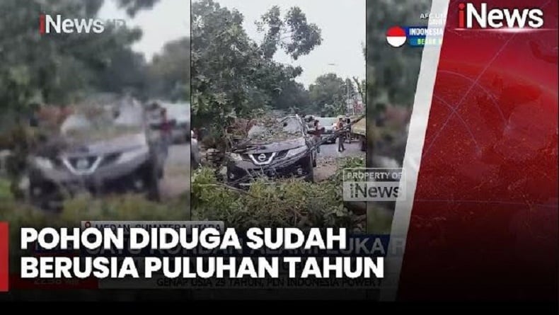 Pohon Mahoni Berusia Puluhan Tahun Tumbang di Medan, Timpa Mobil dan Becak