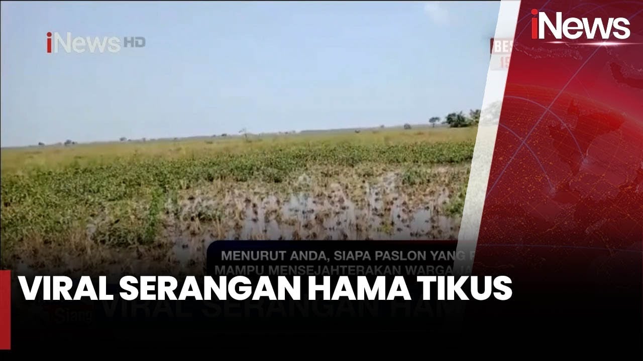 Ribuan Tikus Serbu Perkampungan, Masuk ke Dalam Rumah hingga Masjid