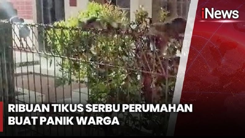 Viral Ribuan Tikus Serbu Perkampungan di Karawang hingga Warga Panik