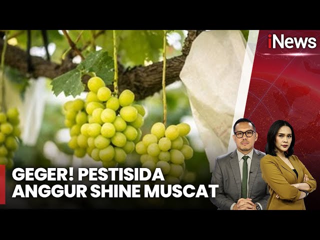 Heboh! Anggur Shine Muscat Diduga Mengandung Zat Berbahaya