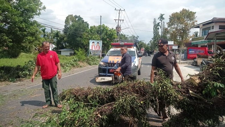 Pohon Tumbang Timpa Mahasiswi saat Berkendara Motor di Padang, Korban Luka-Luka