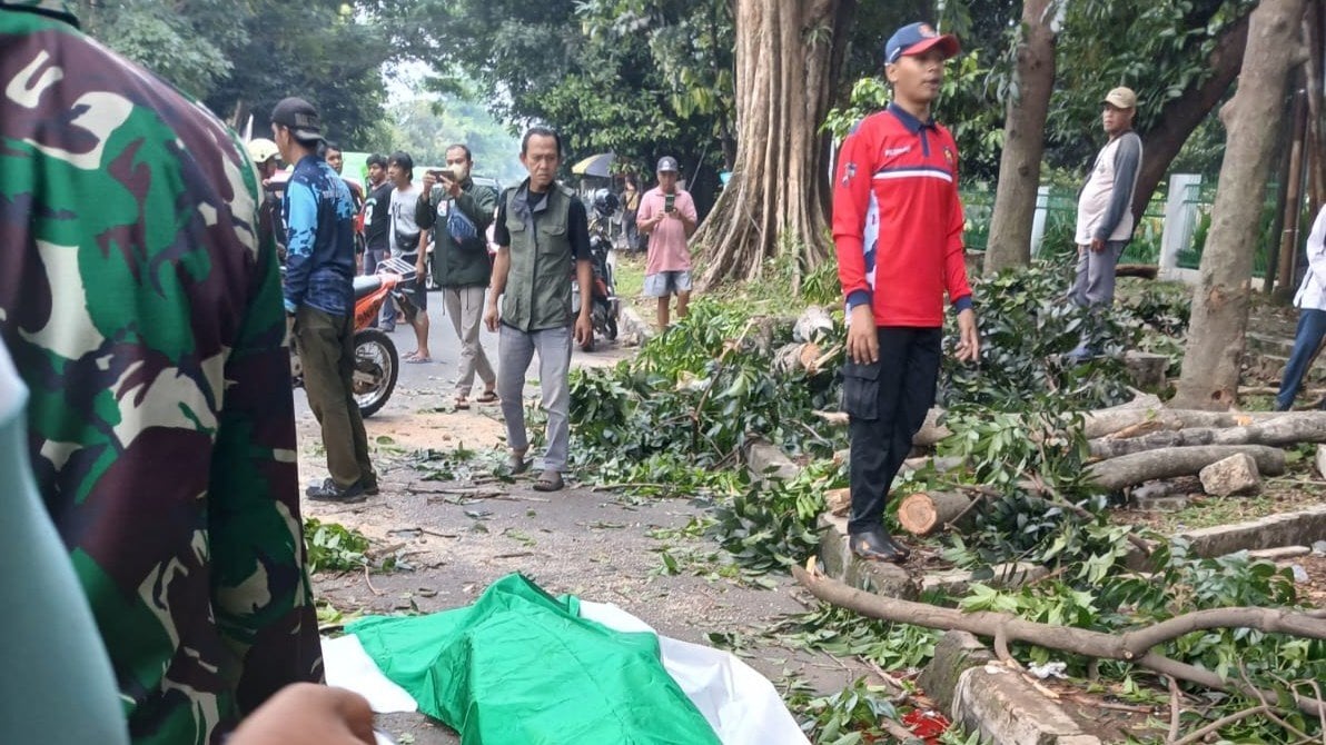 Tragis! Pengendara Motor Tewas Tertimpa Pohon Tumbang di Jalan Tentara Pelajar Bogor