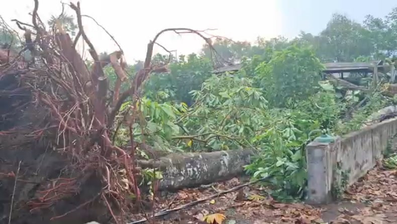 Pohon Besar Tumbang Diterjang Hujan Deras dan Angin Kencang di Blitar, 1 Orang Tewas