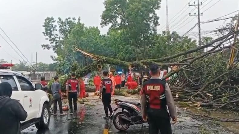 Sejumlah Pohon Tumbang Diterjang Hujan Angin, Akses Jalan  di Malang Terputus