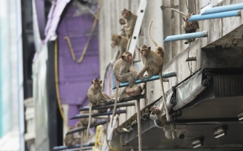 Puluhan Monyet Kepung Kantor Polisi Thailand, Petugas Kurung Diri Takut Diserang