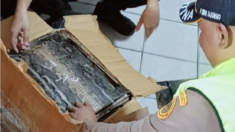 Karantina Lampung Gagalkan Penyelundupan Kulit Ular-Biawak Tujuan Jatim di Bakauheni