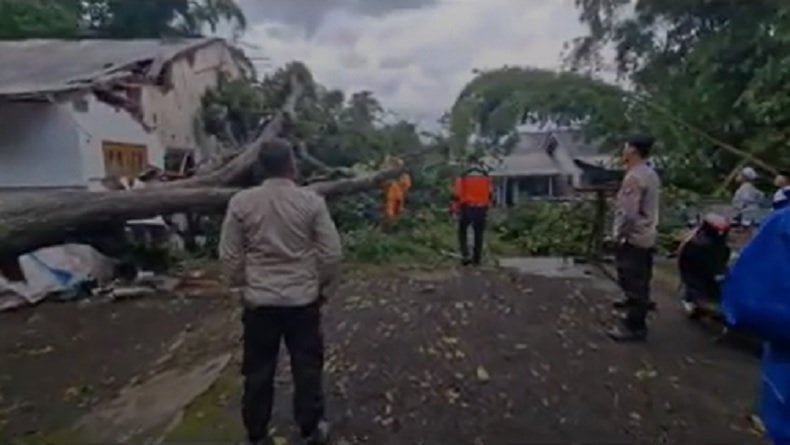 Hujan Deras Disertai Angin Kencang Terjang Bondowoso, Pohon Tumbang Belasan Rumah Rusak